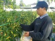 Kenapa Harga Cabai Naik, Petani Cabai di Kabupaten Tasikmalaya Malah Merugi? Petani cabai di Kecamatan Rajapolah