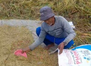Petani di Desa Sukanagalih memanen padi.