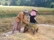 Kasihan Petani di Desa Sukanagalih Gagal Panen, Bukan Akibat Kekeringan, Harga Beras Premium Naik Petani di Desa Sukanagalih gagal panen.