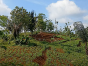Serunya Wisata Alam Manglid Camp Tasikmalaya, Spot Foto hingga Downhill Menunggu Anda Wisata Alam Manglid Camp Tasikmalaya